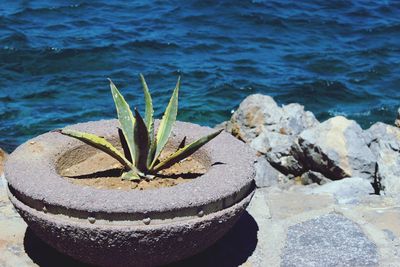 High angle view of potted plant on rock