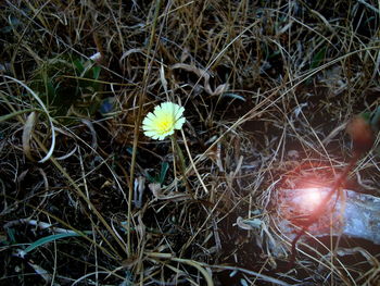 Flowers blooming in field