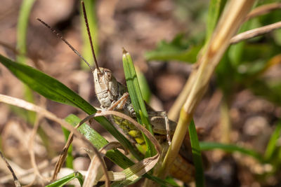 Close-up of insect on plant