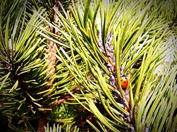 Low angle view of trees