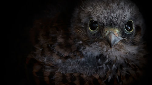 Close-up portrait of owl against black background