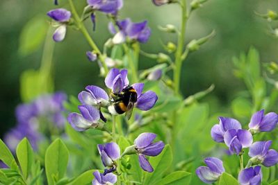 Close-up of bee pollinating on purple flower