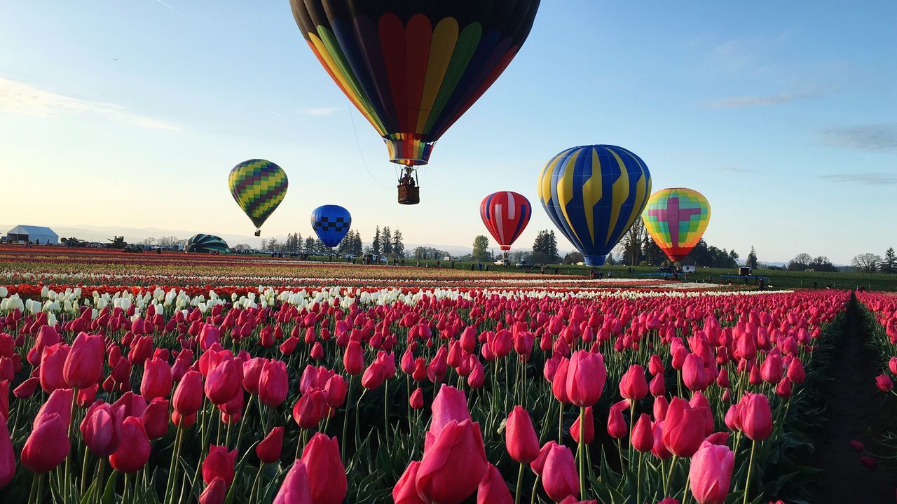 large group of people, sky, hot air balloon, flying, nature, celebration, outdoors, day, ballooning festival, crowd