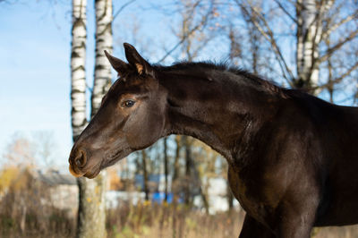 Horse standing on field