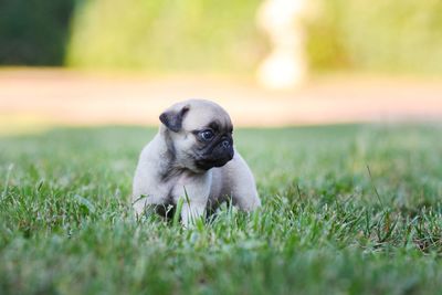 Dog looking away on field