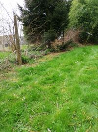 Trees growing in field