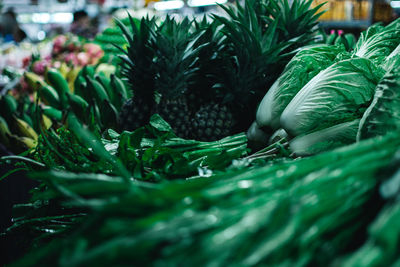 Close-up of fresh green plants in water