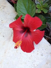 Close-up of red flower