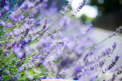 Close-up of purple flowering plants