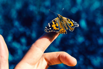 Close-up of butterfly on hand