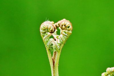 Close-up of rose bud