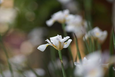 Close-up of white flowers