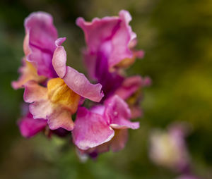 High angle close-up of pink flower blooming at park