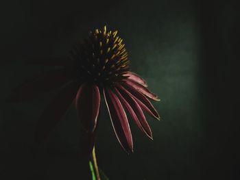 Close-up of coneflowers blooming outdoors