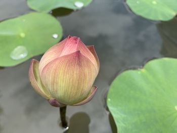 Close-up of lotus water lily