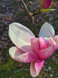 Close-up of pink flowers