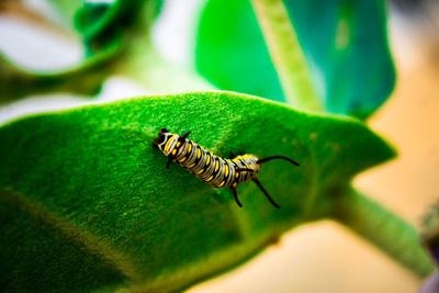 Close-up of insect on leaf