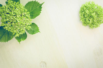 Close-up of green plants on white background