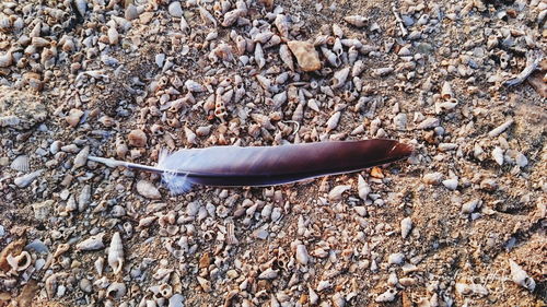 Seashell on pebbles at beach