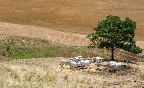 View of an animal on field