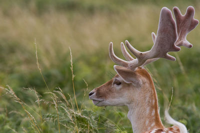 Close-up of deer standing on field