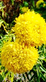 Close-up of yellow flowers