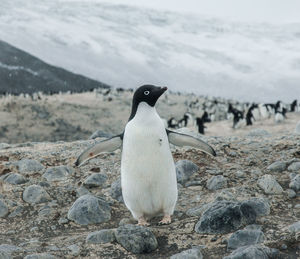 Close-up of penguin on rock