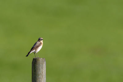 Bird perching on wooden post