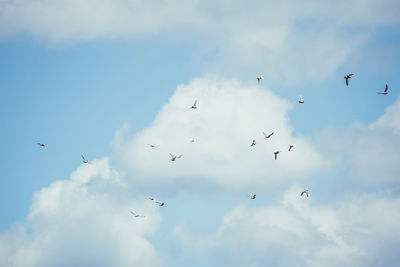 Low angle view of birds flying in sky