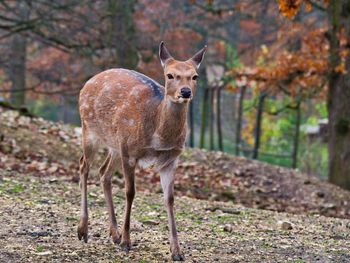 Portrait of deer standing in forest