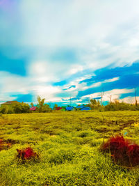 Scenic view of field against sky