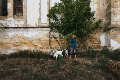 Rear view of dog standing against building