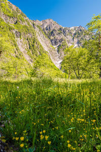 Green landscape against clear sky