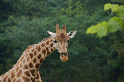 Viev of a giraffe on a forest background