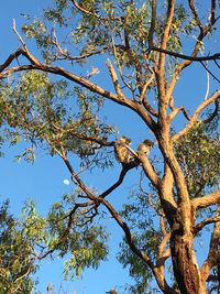 Low angle view of bird perching on tree