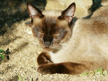 Close-up of cat