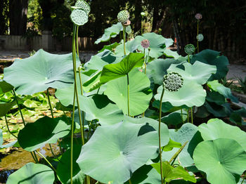 Close-up of lotus leaves on plant