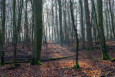 Trees growing in forest during autumn