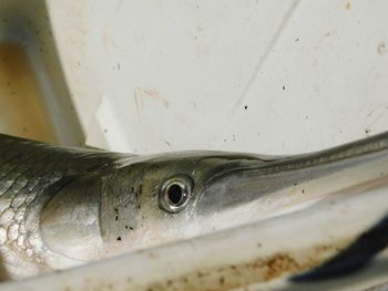 Close-up of fish