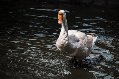 White swan. geese are large water birds of the genus cygnus family anatidae