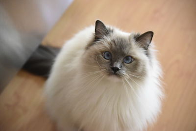 Close-up portrait of kitten