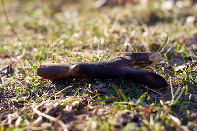 Close-up of a lizard on land