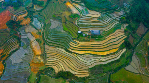 Full frame shot of rice paddy