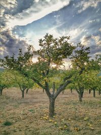 Trees on field against sky