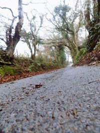 Surface level of road amidst trees in forest