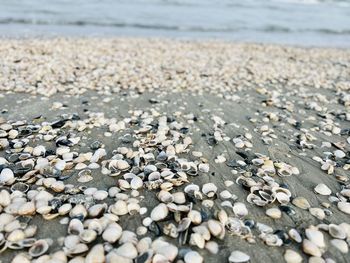 Surface level of pebbles at beach