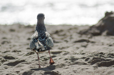 Rear view of bird on beach