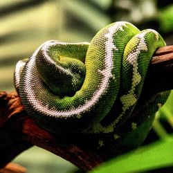 Close up of green plant