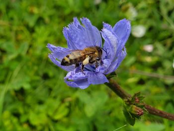 Close-up of insect on purple flower