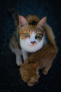 Close-up of cat